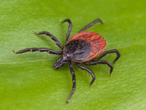 MCHD's Huggins: Rise of Lyme disease warrants greater response